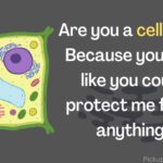 Cell wall pick up lines